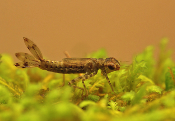 Argia bipunctulata, nymph